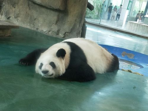 4.成都动物园