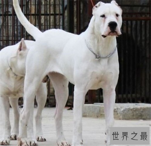 十大最凶猛的狗，杀神比特犬不怕疼痛