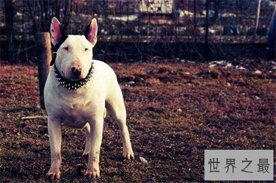 十大最凶猛的狗，杀神比特犬不怕疼痛