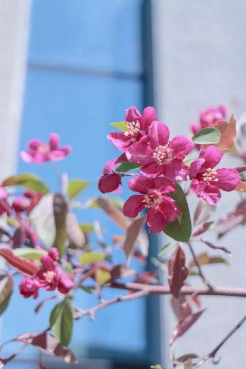 我看到海棠花未眠什么意思