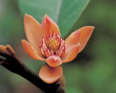 ​广东十二部门联合发文加强野生植物保护管理工作