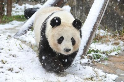 ​29岁旅日大熊猫“爽爽”因病死亡