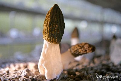 ​羊肚菌一斤多少钱（全国各地羊肚菌的市场价格行情）