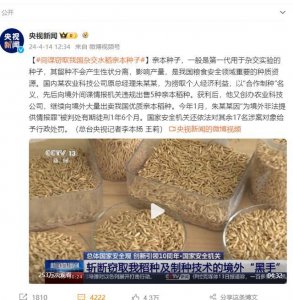 ​间谍窃取我国杂交水稻亲本种子