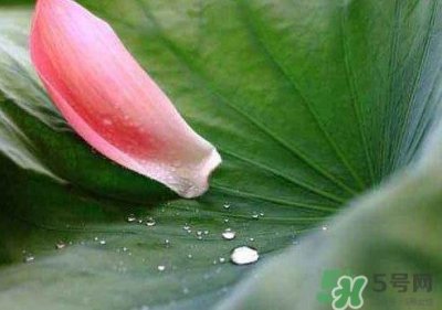 ​三伏天是什么意思？三伏天在饮食上要注意些什么