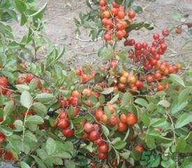 钙果多少钱一斤？钙果的营养价值功效作用