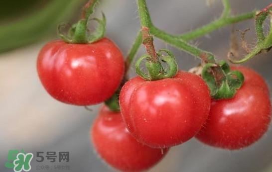 催熟的西红柿能吃吗？催熟西红柿的危害