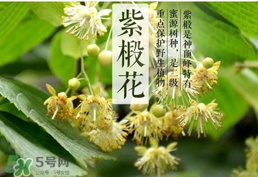 椴树蜜多少钱一斤？椴树蜜的功效与作用