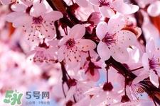 樱花可以泡水吗？樱花泡水喝的功效与作用