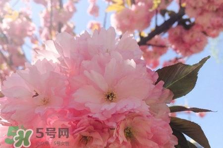 樱花可以泡水吗？樱花泡水喝的功效与作用