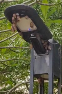 ​最近密集发现！紧急提醒：别碰！别吃！有人摸了后持续高烧