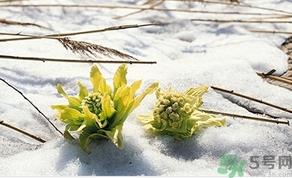 雪莲花怎么吃？雪莲花的功效作用