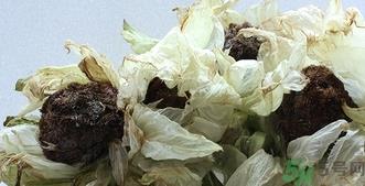雪莲花怎么吃？雪莲花的功效作用