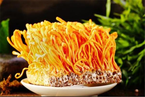 虫草花可以泡茶喝吗 虫草花能不能泡茶