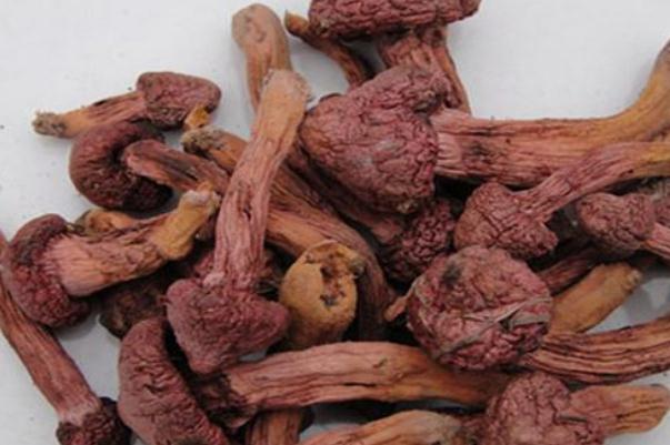 松蘑是松茸吗 松蘑是高嘌呤食物吗
