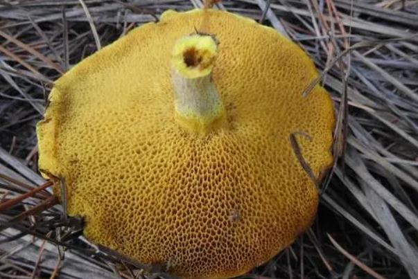 松蘑是松茸吗 松蘑是高嘌呤食物吗