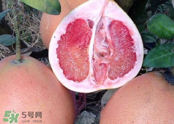三红蜜柚口味怎么样？三红蜜柚苗多少钱一棵