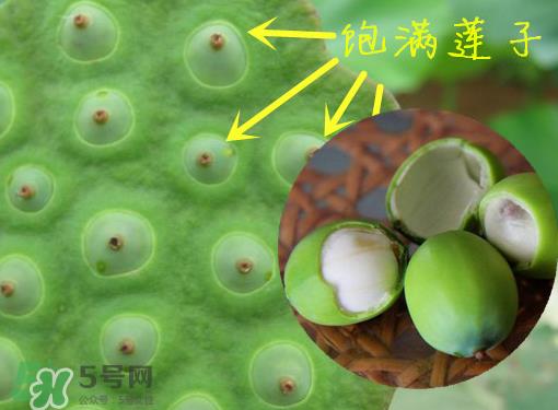 新鲜莲子有什么功效？新鲜莲子一次吃多少？