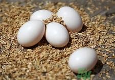 鸽子蛋煮多久才能熟?鸽子蛋怎么煮?