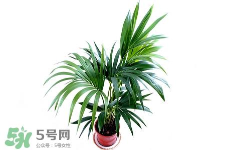 槟榔可以解酒吗?解酒怎么吃呢