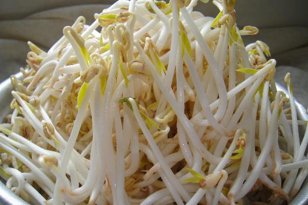 绿豆芽要焯水不 绿豆芽要摘掉根须吗