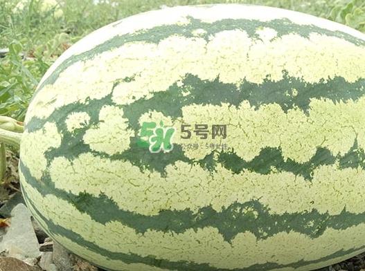 石头瓜什么时候上市？石头瓜多少钱一斤？