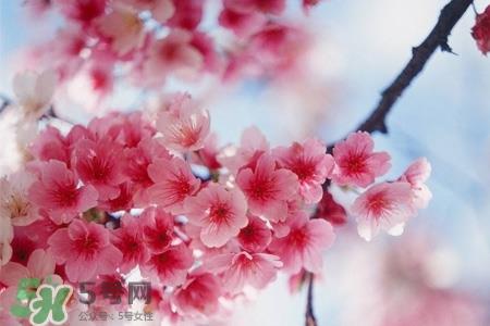 樱花茶可以减肥吗？樱花泡茶能减肥吗？