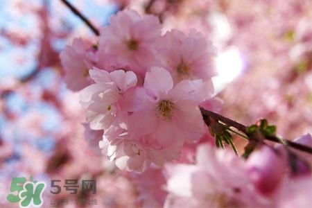 樱花茶可以减肥吗？樱花泡茶能减肥吗？