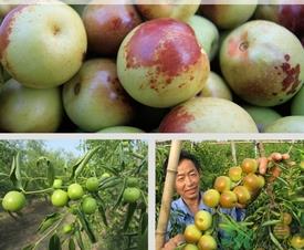 冬枣什么时候上市？冬枣是什么季节的？