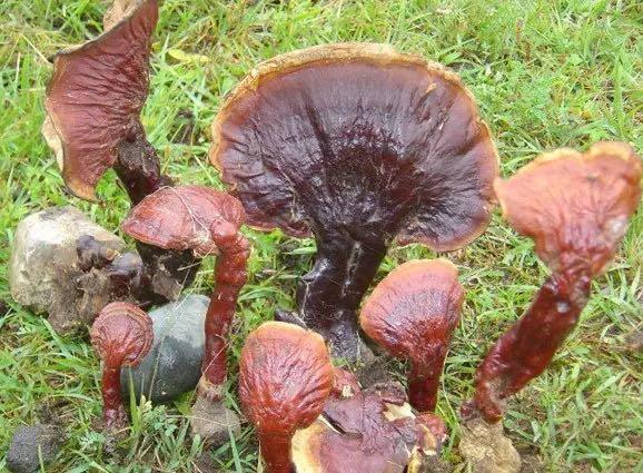 探秘中国最好的灵芝产地在哪里（国内有名的10大灵芝产地）  3