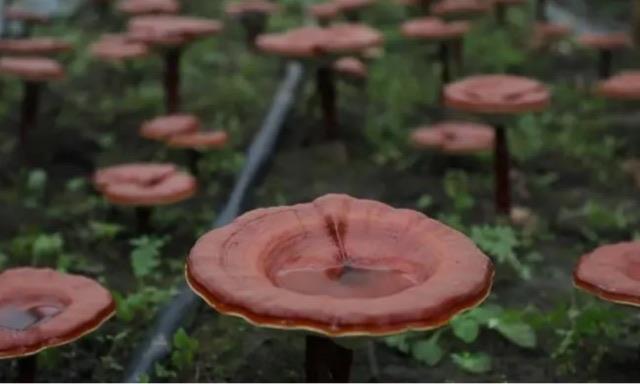 探秘中国最好的灵芝产地在哪里（国内有名的10大灵芝产地）  2