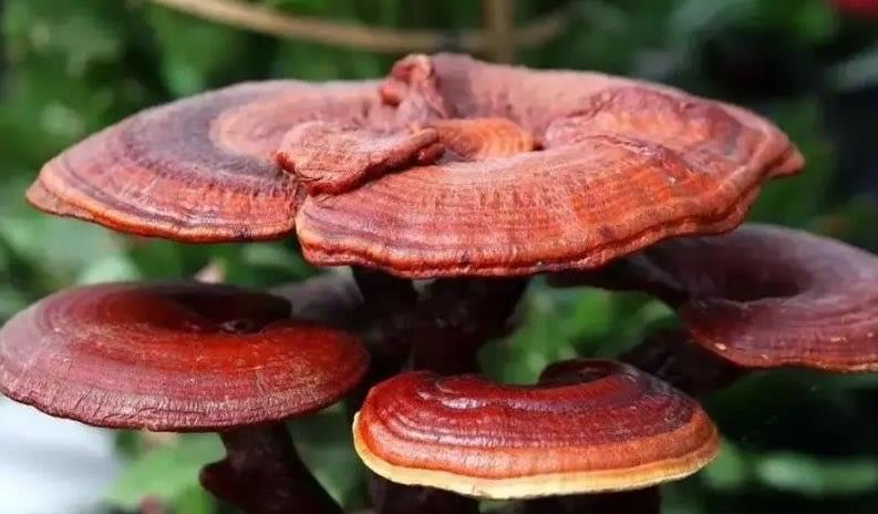 探秘中国最好的灵芝产地在哪里（国内有名的10大灵芝产地）  5