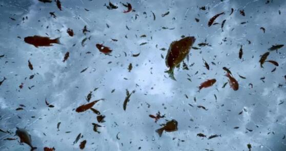 探秘下雨的时候天上掉鱼（神奇的鱼雨到底是怎样出现的）  1