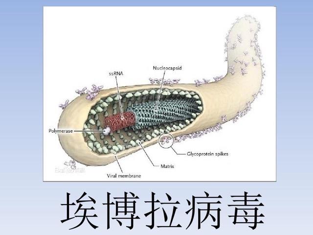 探秘埃博拉病毒为什么会复活  1