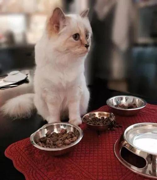 继承老佛爷21亿遗产，那只世界上最富有的猫，现在过得怎么样了？