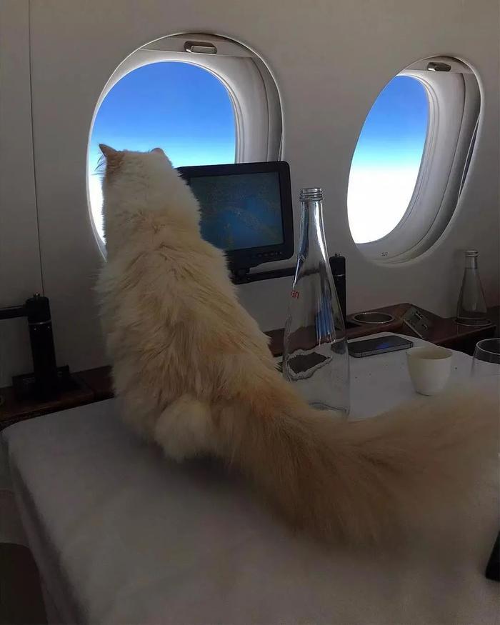继承老佛爷21亿遗产，那只世界上最富有的猫，现在过得怎么样了？