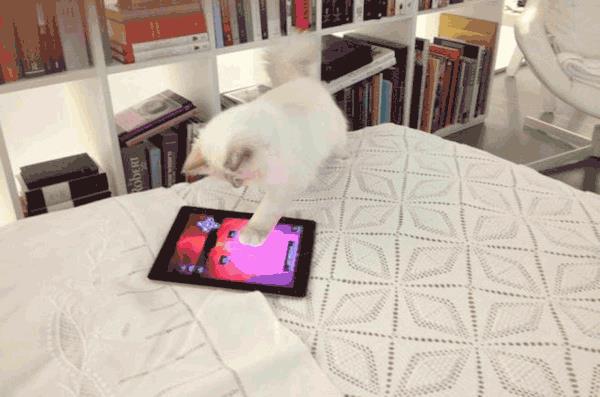 继承老佛爷21亿遗产，那只世界上最富有的猫，现在过得怎么样了？
