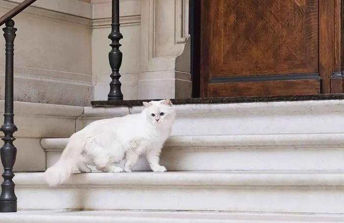继承老佛爷21亿遗产，那只世界上最富有的猫，现在过得怎么样了？