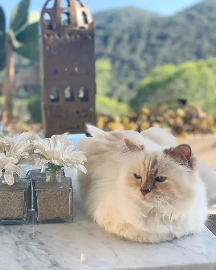 继承老佛爷21亿遗产，那只世界上最富有的猫，现在过得怎么样了？