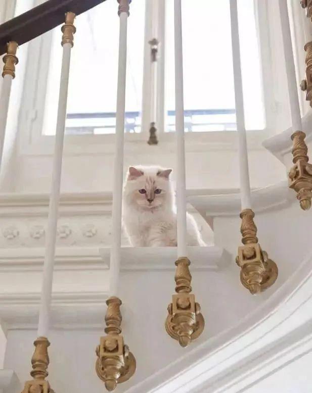 继承老佛爷21亿遗产，那只世界上最富有的猫，现在过得怎么样了？