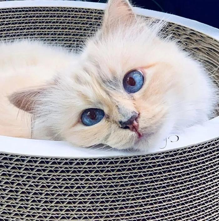 继承老佛爷21亿遗产，那只世界上最富有的猫，现在过得怎么样了？