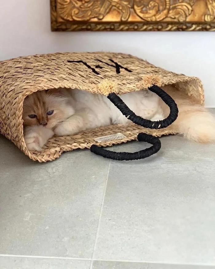 继承老佛爷21亿遗产，那只世界上最富有的猫，现在过得怎么样了？