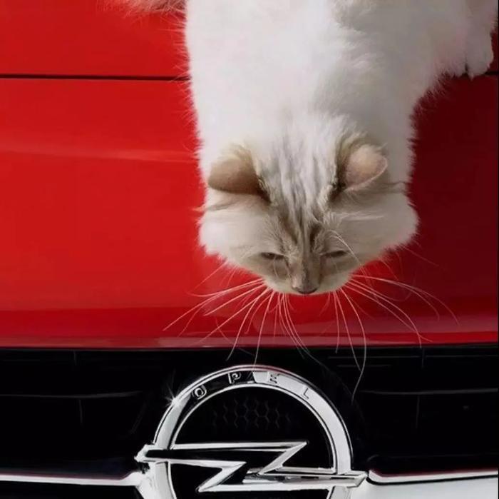 继承老佛爷21亿遗产，那只世界上最富有的猫，现在过得怎么样了？