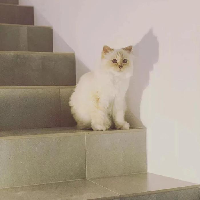 继承老佛爷21亿遗产，那只世界上最富有的猫，现在过得怎么样了？
