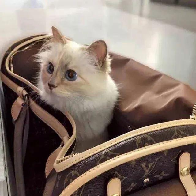 继承老佛爷21亿遗产，那只世界上最富有的猫，现在过得怎么样了？