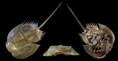​鲎如何改变人类命运？一文了解地球唯一蓝血生物→
