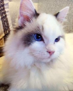 ​布偶猫高清图片欣赏