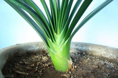 ​椰砖适合种哪些植物？花农说出3种，赶快收藏吧