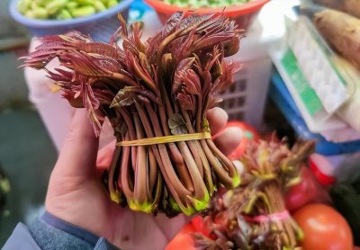 ​150元/斤！卖到天价的香椿为何在农村很少人种？难道真的致癌吗？