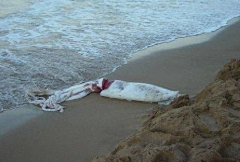 人类首次拍到活体“海怪”巨型鱿鱼，长达20米